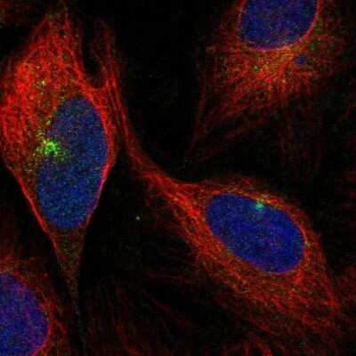 Immunocytochemistry/ Immunofluorescence: PEAR1 Antibody [NBP1-90449]