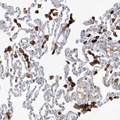 Immunohistochemistry-Paraffin: PEAR1 Antibody [NBP1-90449]