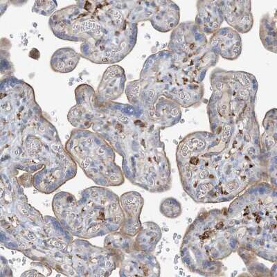 Immunohistochemistry-Paraffin: PEAR1 Antibody [NBP1-90449]