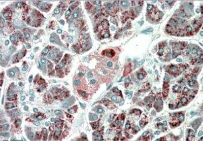 Immunohistochemistry-Paraffin: PEBP4 Antibody [NBP1-46155]