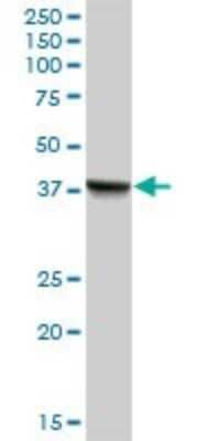 Western Blot: PECI Antibody [H00010455-B01P]