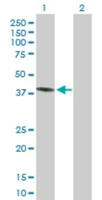 Western Blot: PECI Antibody [H00010455-B01P]