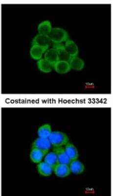Immunocytochemistry/ Immunofluorescence: PECR Antibody [NBP1-31699]