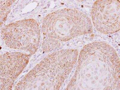Immunohistochemistry-Paraffin: PECR Antibody [NBP1-31699]