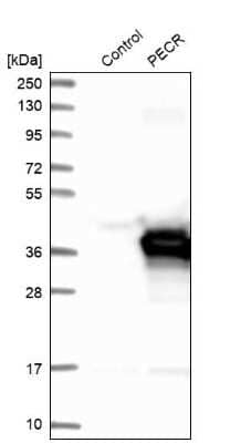 Western Blot: PECR Antibody [NBP1-83198]