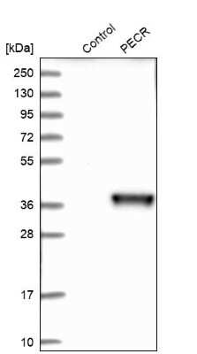 Western Blot: PECR Antibody [NBP1-83199]