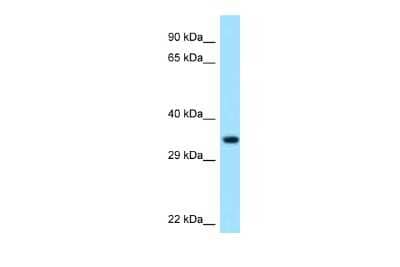 Western Blot: PECR Antibody [NBP2-88032]