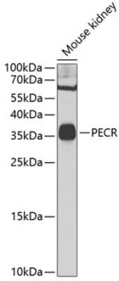 Western Blot: PECR AntibodyBSA Free [NBP2-93014]