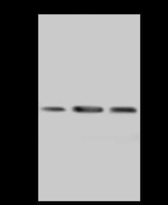 Western Blot: PECR Antibody [NBP2-97904]