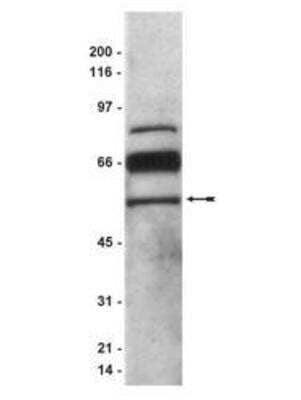 Western Blot: Serpin F1/PEDF Antibody [NB600-1493]