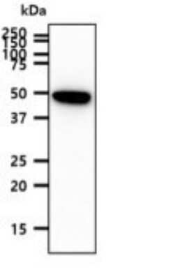 Western Blot: PEDFR/PNPLA2/ATGL Antibody (AT18E6)BSA Free [NBP2-59390]