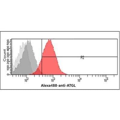 Flow Cytometry: PEDFR/PNPLA2/ATGL Antibody (AT18E6) - BSA Free [NBP2-59390]