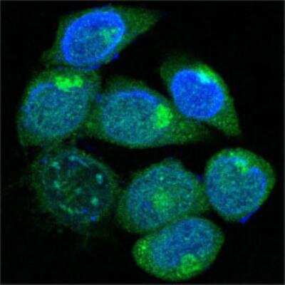 Immunocytochemistry/ Immunofluorescence: PEG10 Antibody (1B1C4) - BSA Free [NBP1-28875]