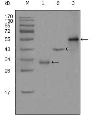 Western Blot: PEG10 Antibody (1B1C4)BSA Free [NBP1-28875]