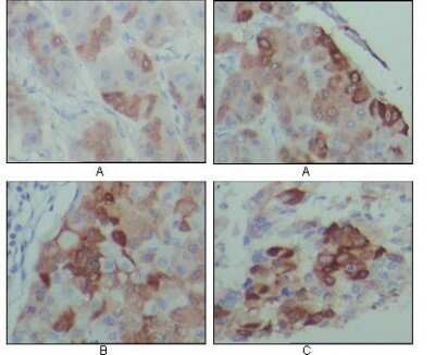 Immunohistochemistry-Paraffin: PEG10 Antibody (4C10A7) - BSA Free [NBP1-28900]
