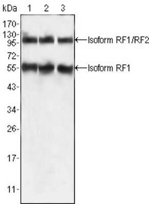 Western Blot: PEG10 Antibody (4C10A7)BSA Free [NBP1-28900]