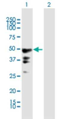 Western Blot: PEG10 Antibody [H00023089-B01P]