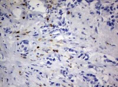 Immunohistochemistry: PEG3 Antibody (OTI1E10) [NBP2-46379]
