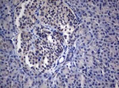Immunohistochemistry: PEG3 Antibody (OTI1E10) [NBP2-46379]