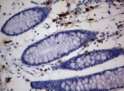 Immunohistochemistry: PEG3 Antibody (OTI1E10) [NBP2-46379]