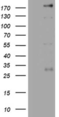 Western Blot: PEG3 Antibody (OTI1E10) [NBP2-46379]