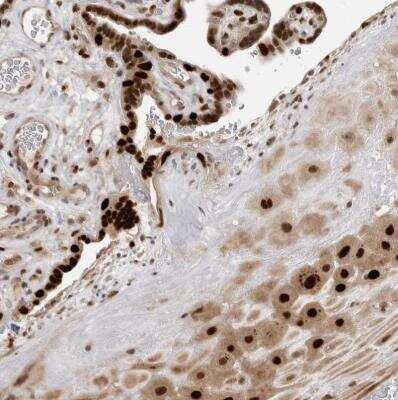 Immunohistochemistry-Paraffin: PEG3 Antibody [NBP2-47624]