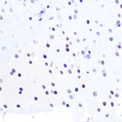 Immunohistochemistry-Paraffin: PEG3 Antibody - Azide and BSA Free [NBP3-04652]