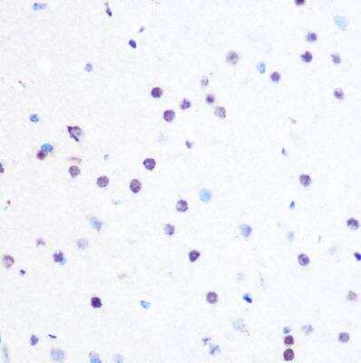 Immunohistochemistry-Paraffin: PEG3 Antibody - Azide and BSA Free [NBP3-04652]
