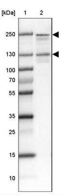 Western Blot: PEG3 Antibody [NBP2-47624]