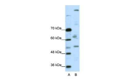 Western Blot: PEG3 Antibody [NBP2-85455]