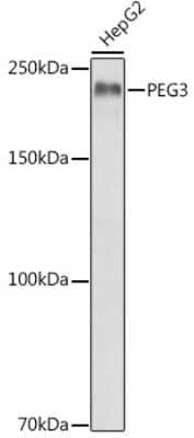 Western Blot: PEG3 AntibodyAzide and BSA Free [NBP3-04652]