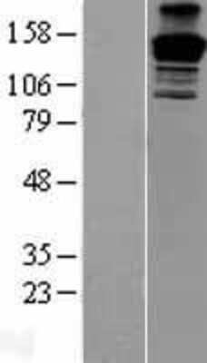 Western Blot: PEG3 Overexpression Lysate [NBP2-10164]