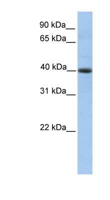 Western Blot: PELI3 Antibody [NBP1-56410]