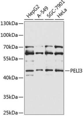 Western Blot: PELI3 AntibodyBSA Free [NBP2-94357]