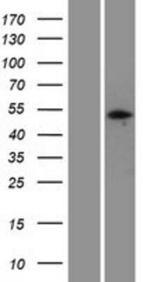 Western Blot: PELI3 Overexpression Lysate [NBP2-05507]