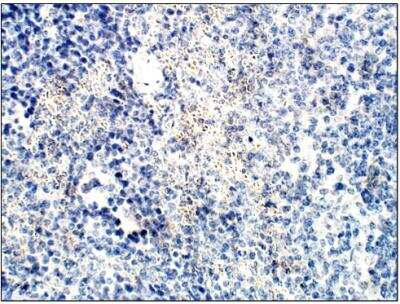 Immunohistochemistry-Paraffin: PELO Antibody [NBP3-12192]