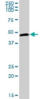 Western Blot: PELO Antibody [H00053918-B01P]