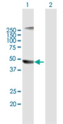 Western Blot: PELO Antibody [H00053918-B01P]
