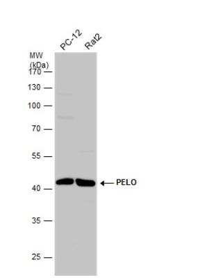 Western Blot: PELO Antibody [NBP2-19769]