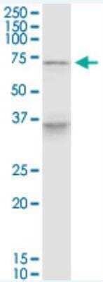 Western Blot: PELP1 Antibody (1F7) [H00027043-M01-100ug]