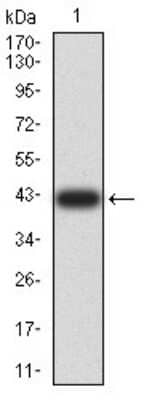 Western Blot: PELP1 Antibody (2D6D11)BSA Free [NBP2-61777]