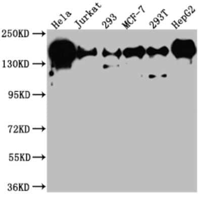 Western Blot: PELP1 Antibody (6H4) [NBP3-15157]