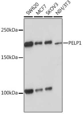 Western Blot: PELP1 Antibody (9V9A5) [NBP3-16736]