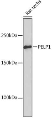 Western Blot: PELP1 Antibody (9V9A5) [NBP3-16736]