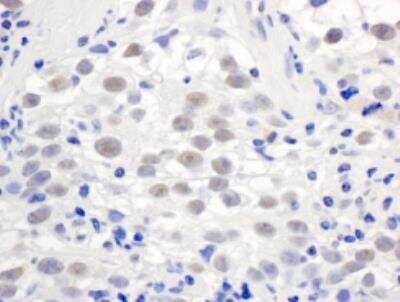 Immunohistochemistry-Paraffin: PELP1 Antibody [NB110-40622]