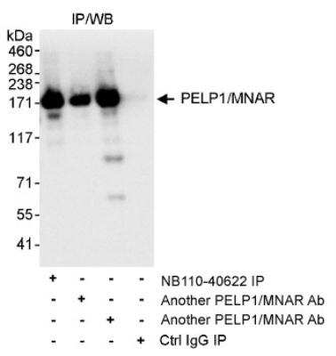 Immunoprecipitation: PELP1 Antibody [NB110-40622]