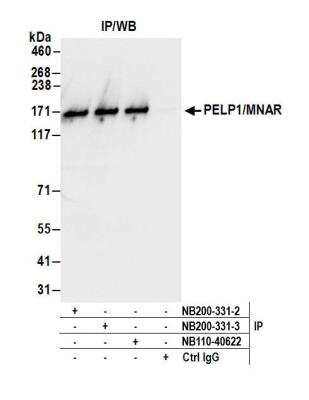 Immunoprecipitation: PELP1 Antibody [NB200-331]