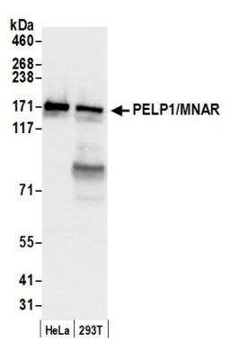 Western Blot: PELP1 Antibody [NB200-331]