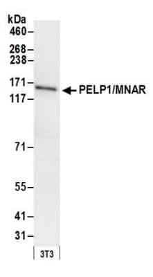 Western Blot: PELP1 Antibody [NB200-331]