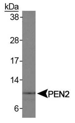 Western Blot: PSENEN/PEN2 Antibody [NB300-227]